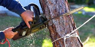 Best Tree Cabling and Bracing  in Saw Creek, PA